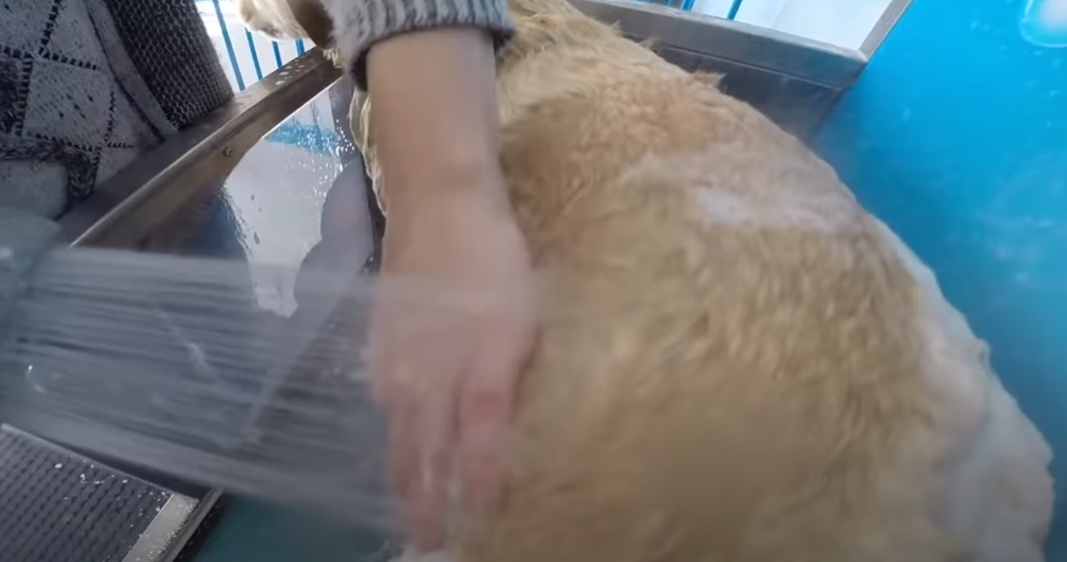 Процесс мытья в душе занимает всего 10-15 минут. За это время питомец получает целый комплекс услуг.