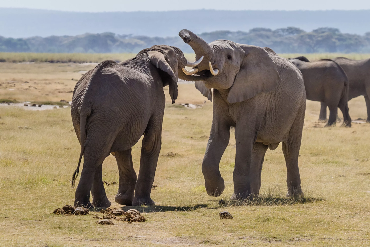 Друзья слоник. Слоны. Коммуникация животных. Общение животных между собой. Слон фото.