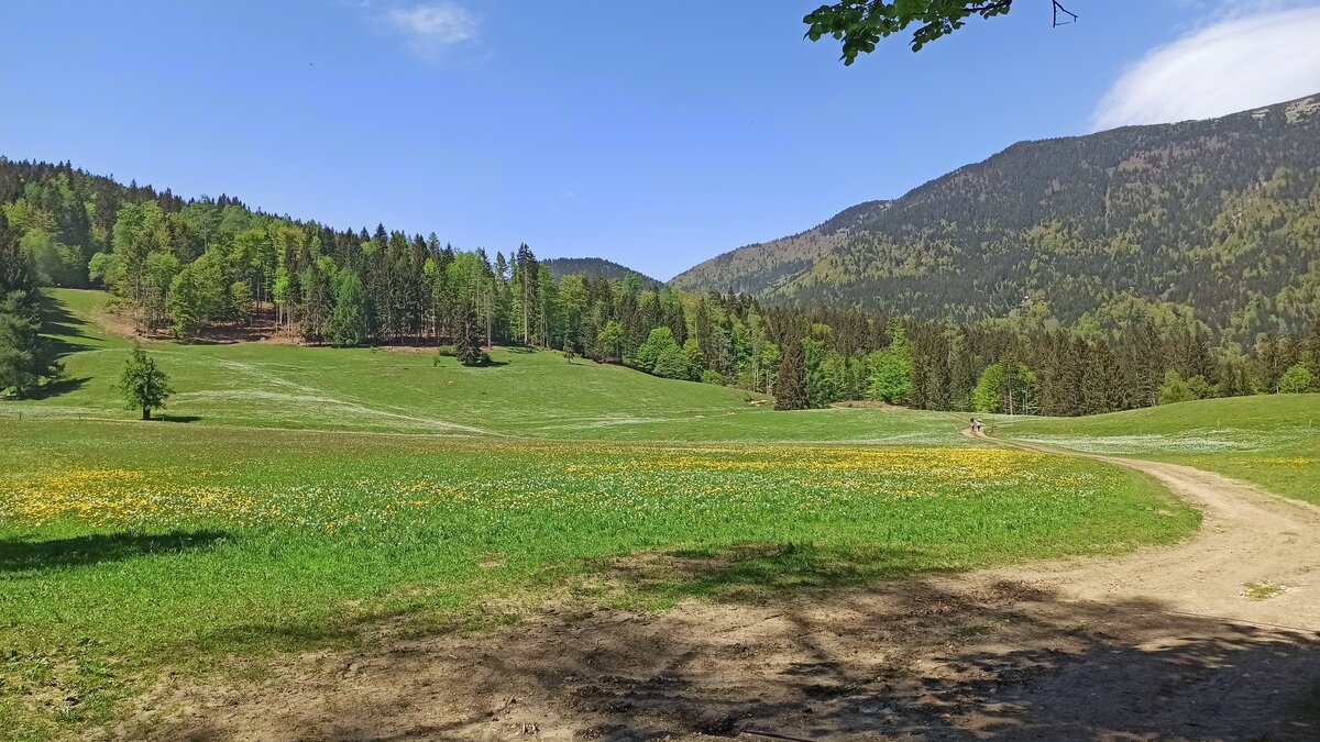 Весна. Нарциссы цветут