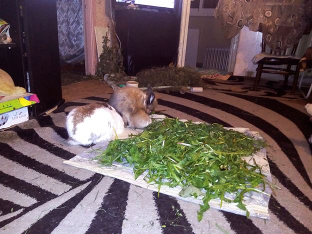 Это ушастые уже наелись. Фото автора.