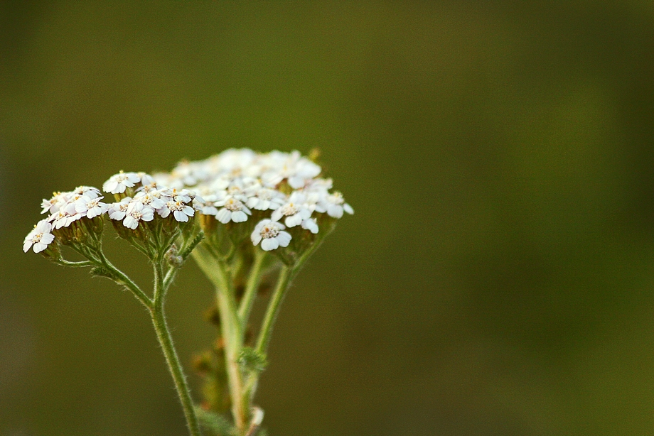 выдержка: 1/125c; диафрагма f/5.6; ISO 320