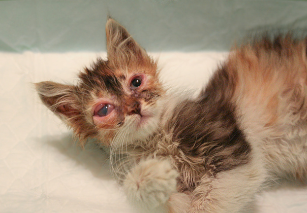 При гепатите кошка истощена