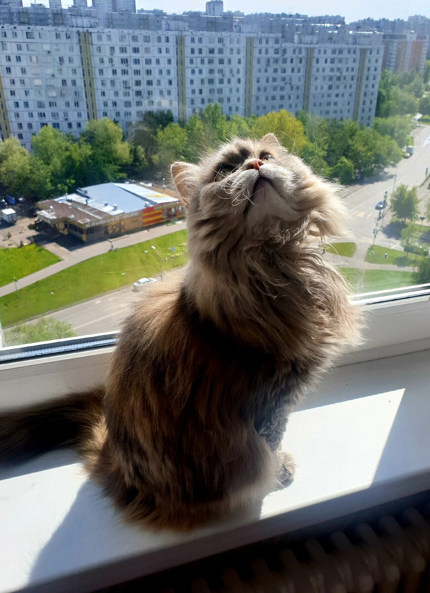 Кошка: хозяйка, не бойся птичек, я ж тут