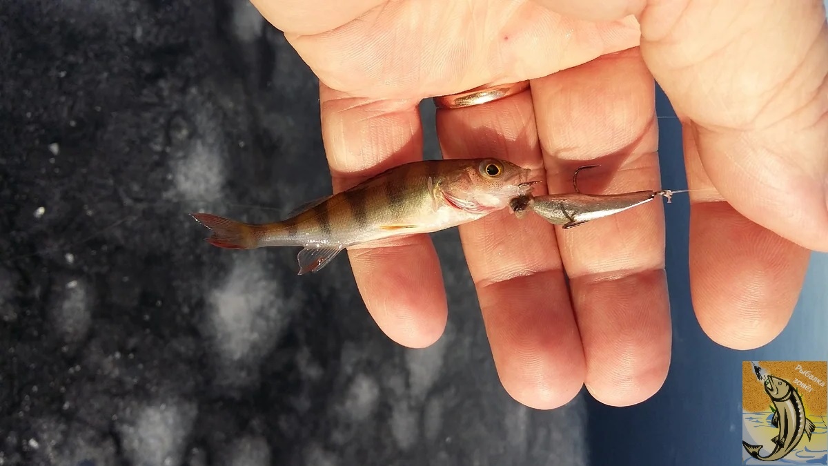 Фейс-контроль не пройден. Поймал-сфотографировал-отпусти.