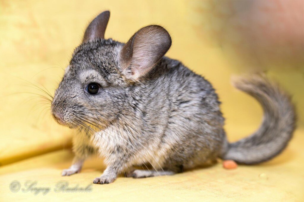 Фото естественно не моё,но очень органично вписывается сюда, на мой взгляд