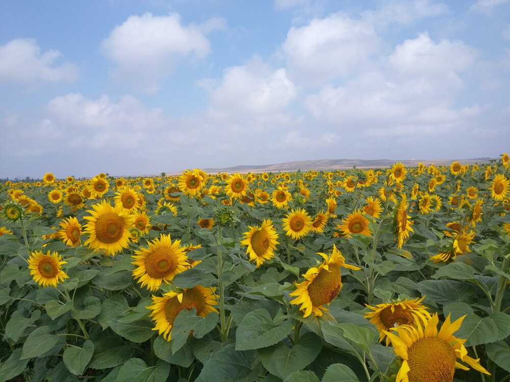 Кубанские просторы