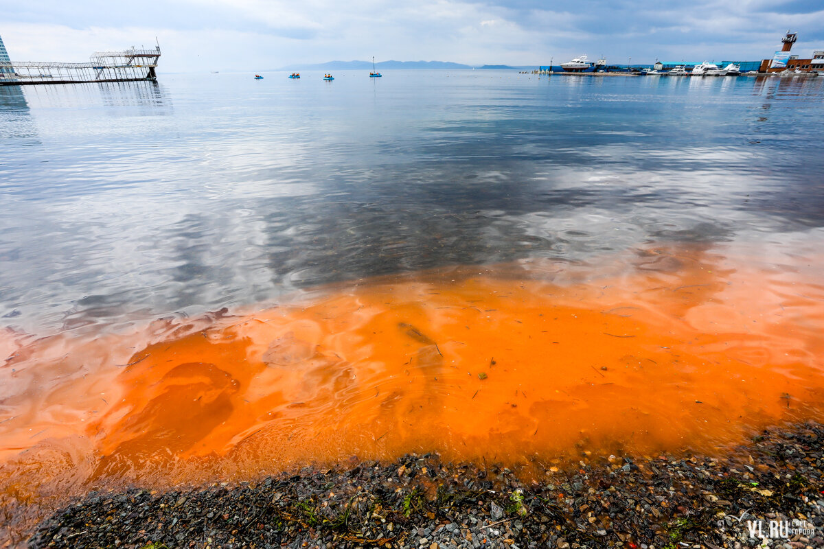 Сямозеро цвет воды коричневый почему