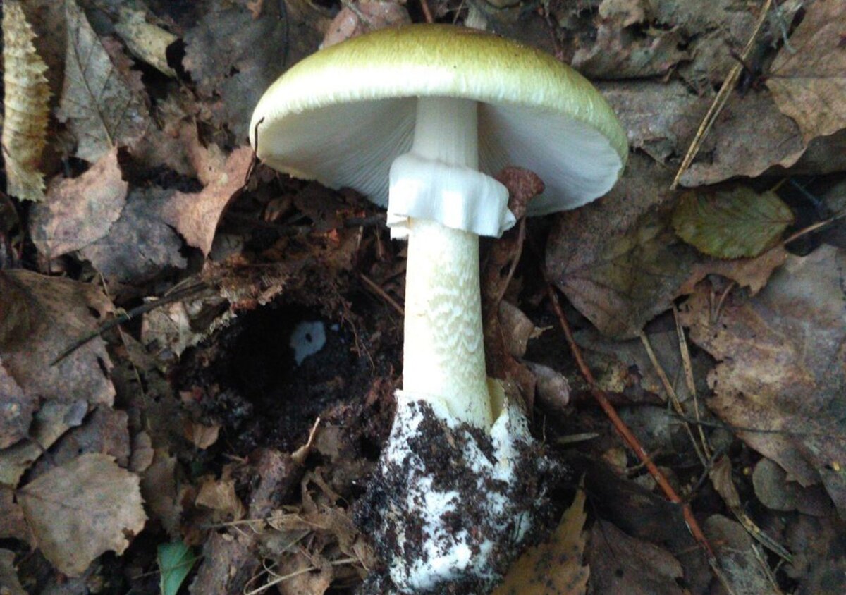 Покажи поганку. Бледная поганка гриб. Бледная поганка (Amanita phalloides). Бледная погоганка гриб. Бледная поганка гриб фото.
