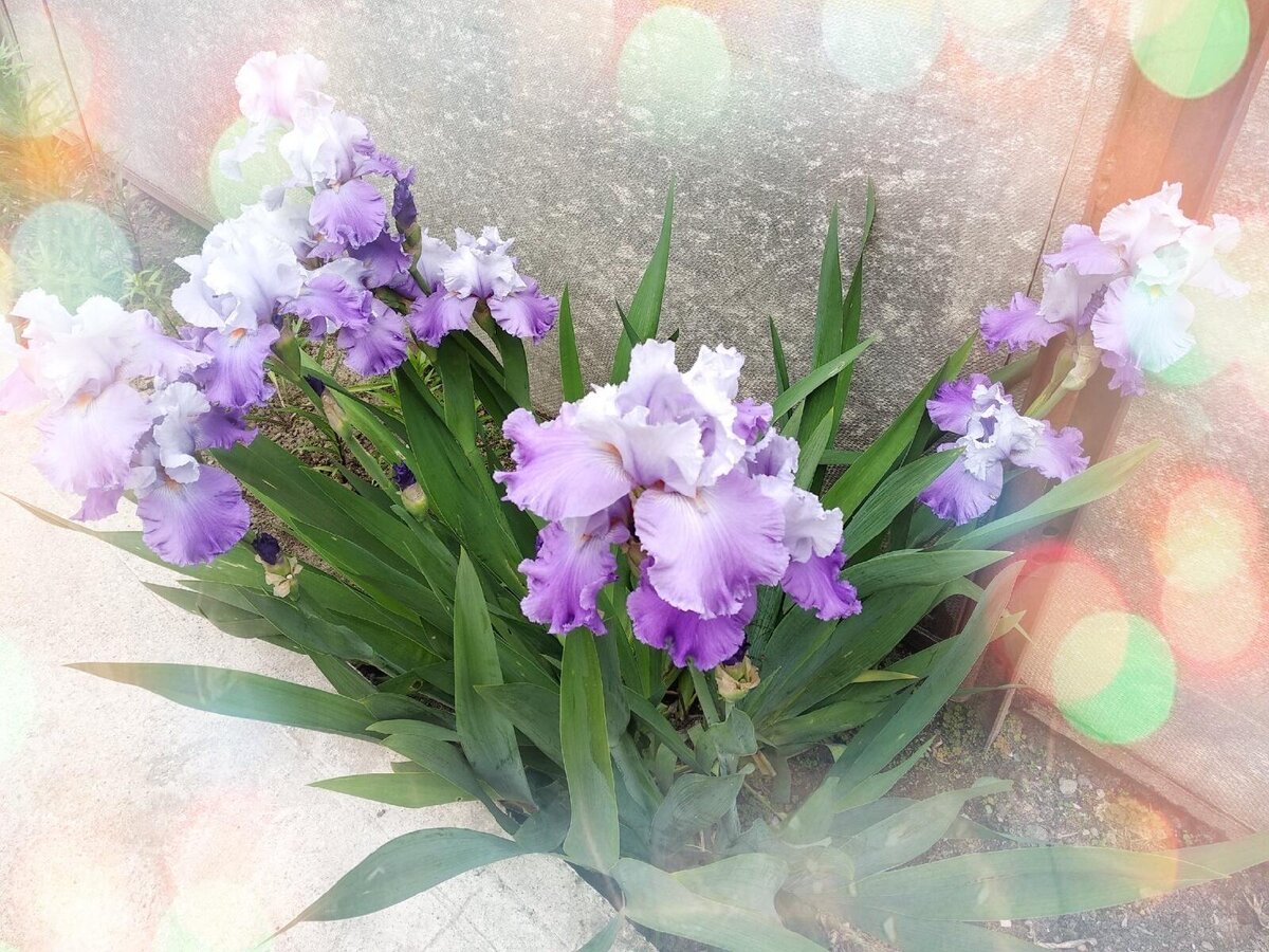 цвета жизни.