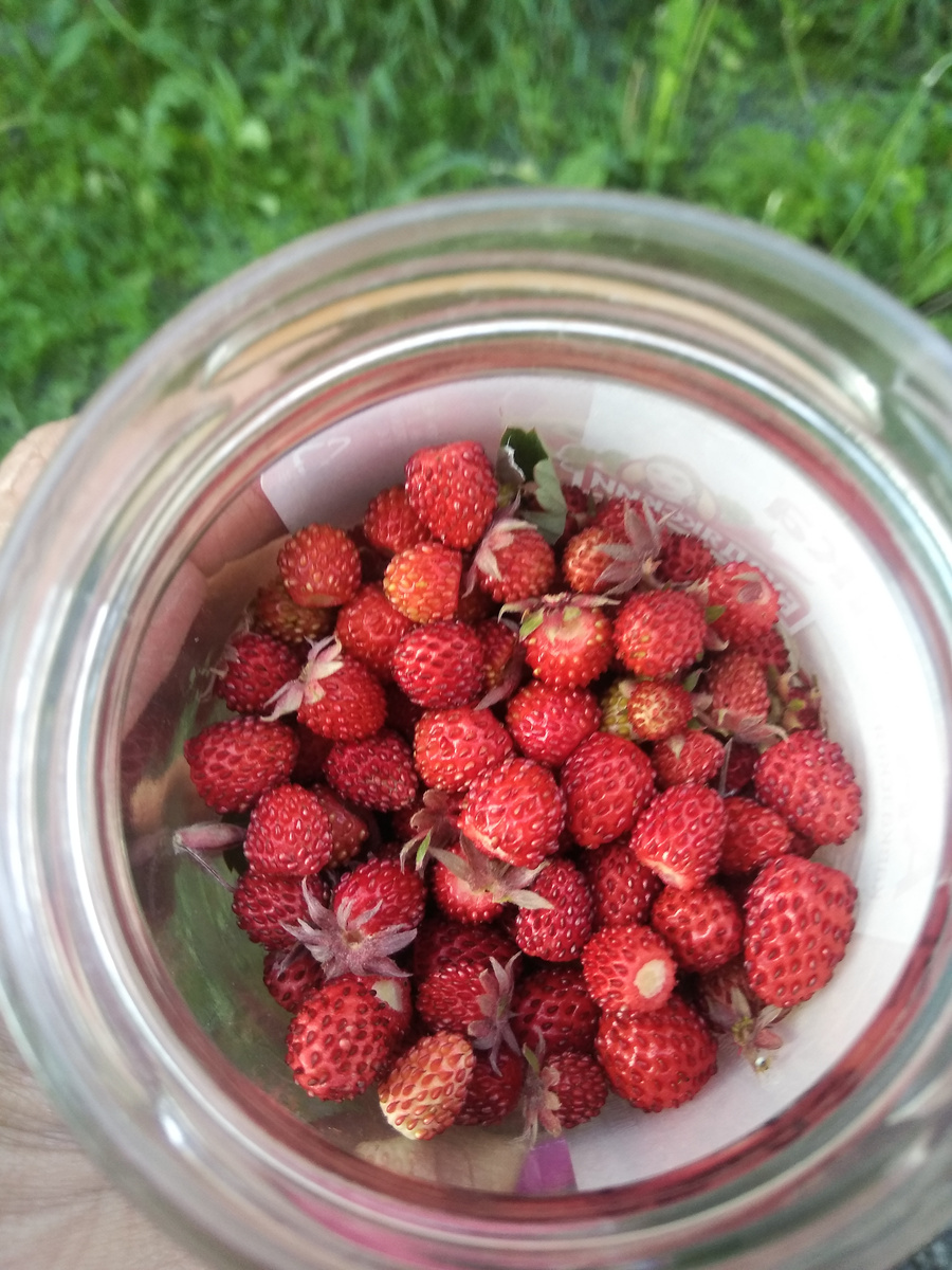 Вкусные. Вот столько я насобирала.