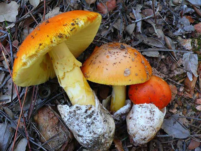 Цезарский гриб дальневосточный(Amanita caesareoides).