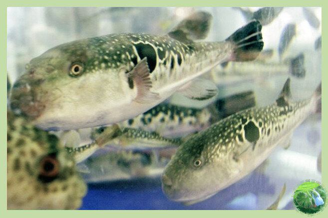 Бурый скалозуб – вид рода Такифугу, из которого чаще всего готовят «сашими». Всего род Такифугу насчитывает 26 видов рыб, из которых тоже готовят это блюдо.