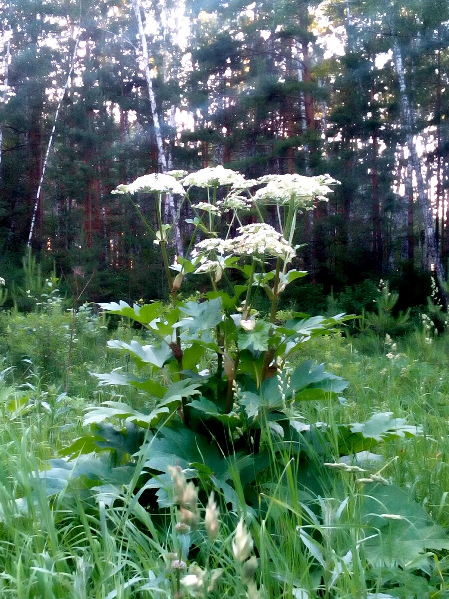 Борщевик.