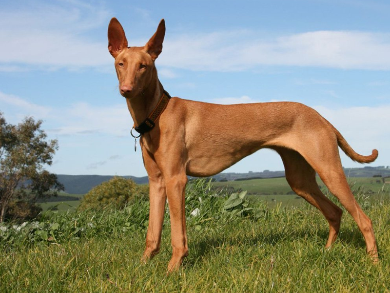 Фараонова собака