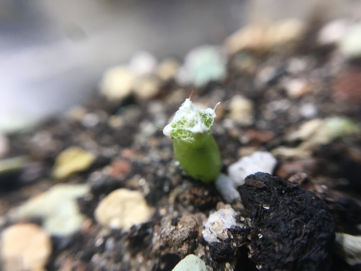 Astrophytum myriostigma v.potosinum PP434, Las Tablas, SLP