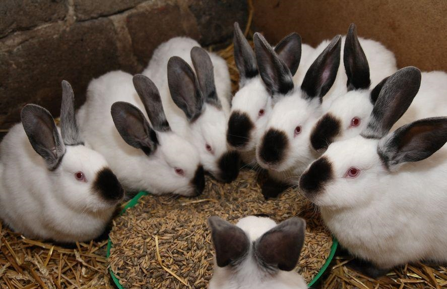 В питомнике живет несколько кроликов разного цвета. Кормовой кролик. Откорм кроликов. Много кроликов. Кролик ест зерно.