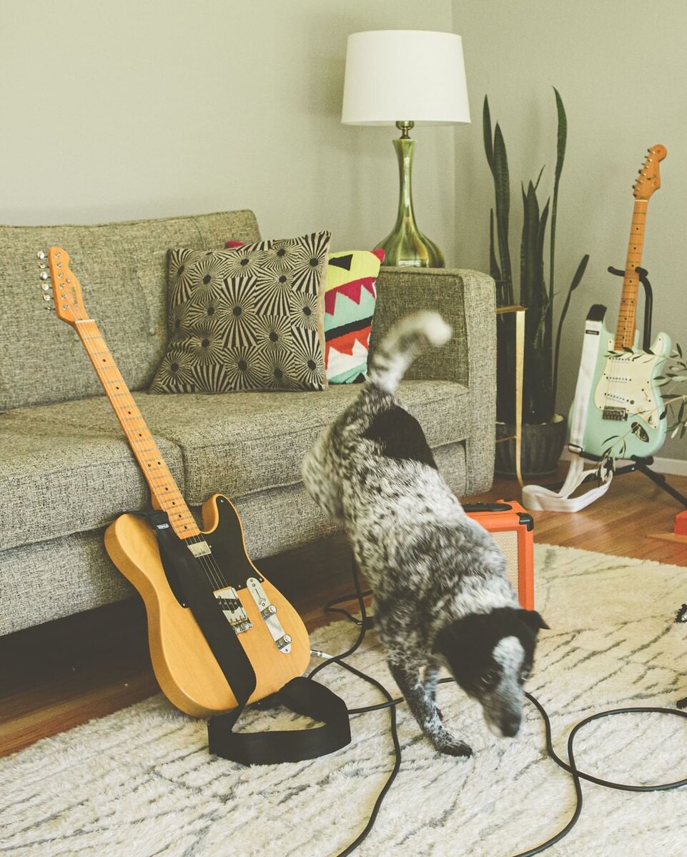 Держите подальше от животных:)