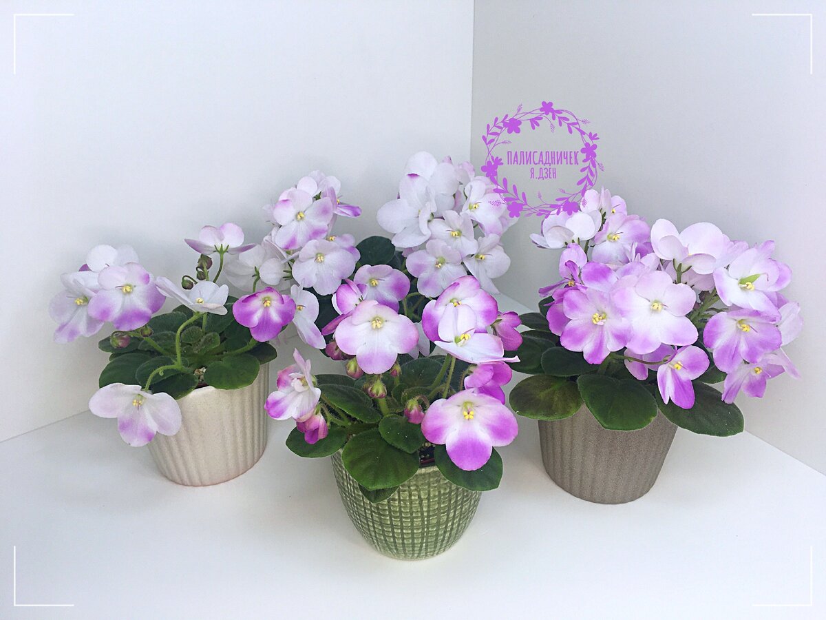 "У такой милоты разве могут быть враги?", — первое, о чём думается, глядя на это фото. Согласны?