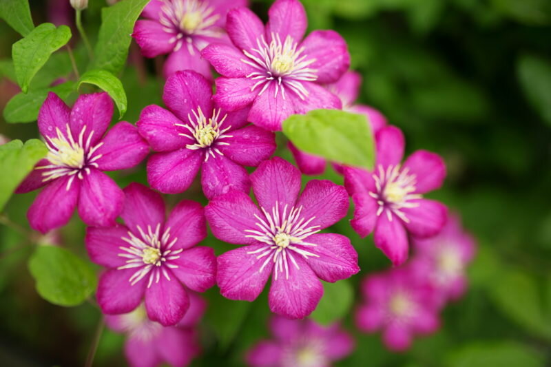 Прекрасные клематисы (Фото используется по стандартной лицензии ©azbukaogorodnika.ru)
