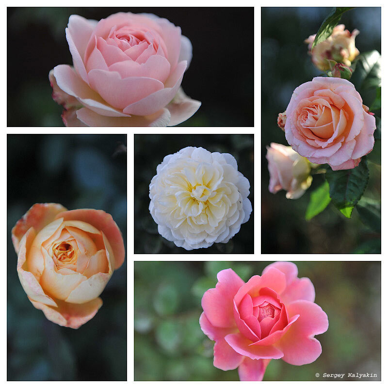 Слева направо сверху вниз: Evelyn, Augusta Louise, Lady Emma Hamilton, Crocus Rose, Princess Alexandra of Kent