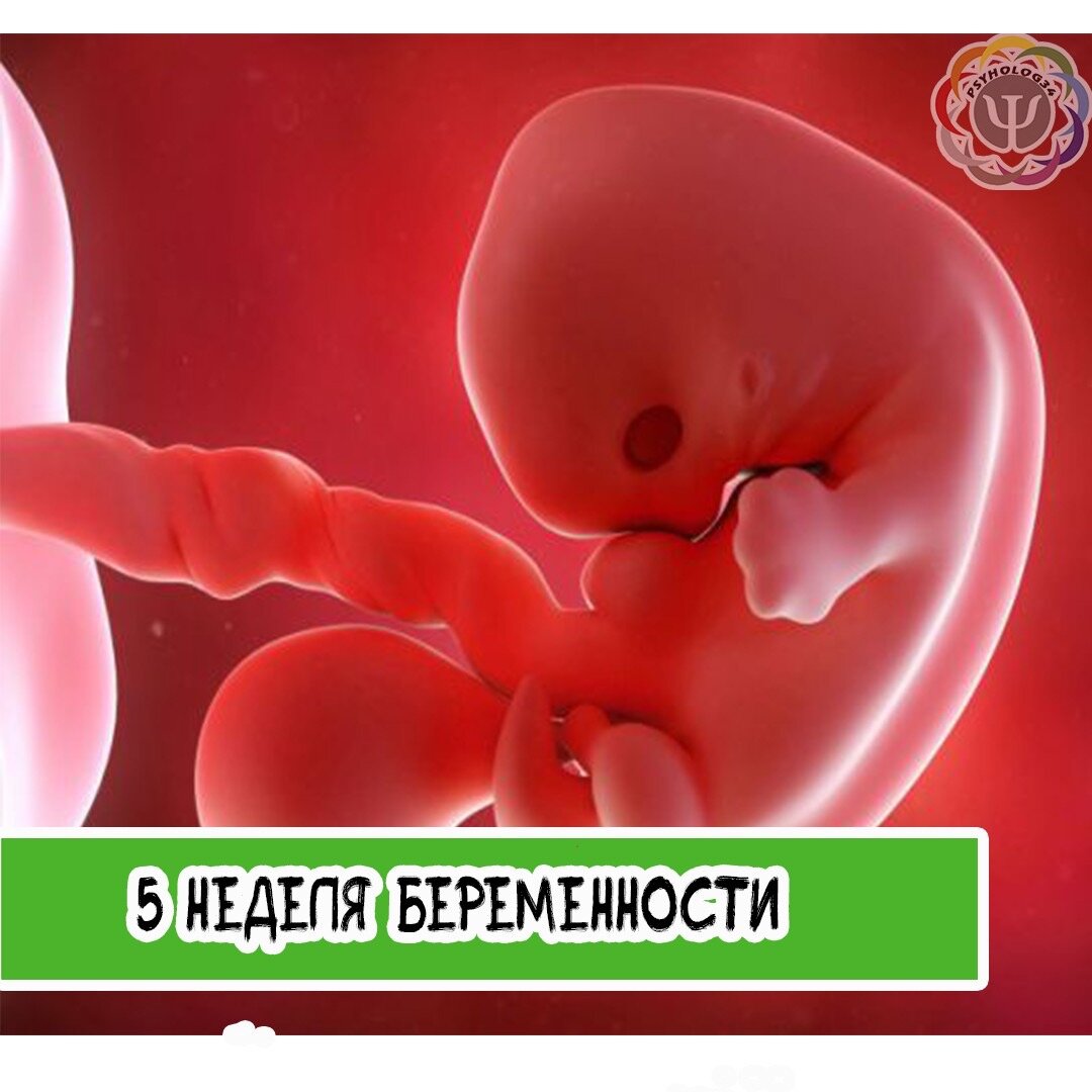 Беременность 5 недель кровит с гестками
