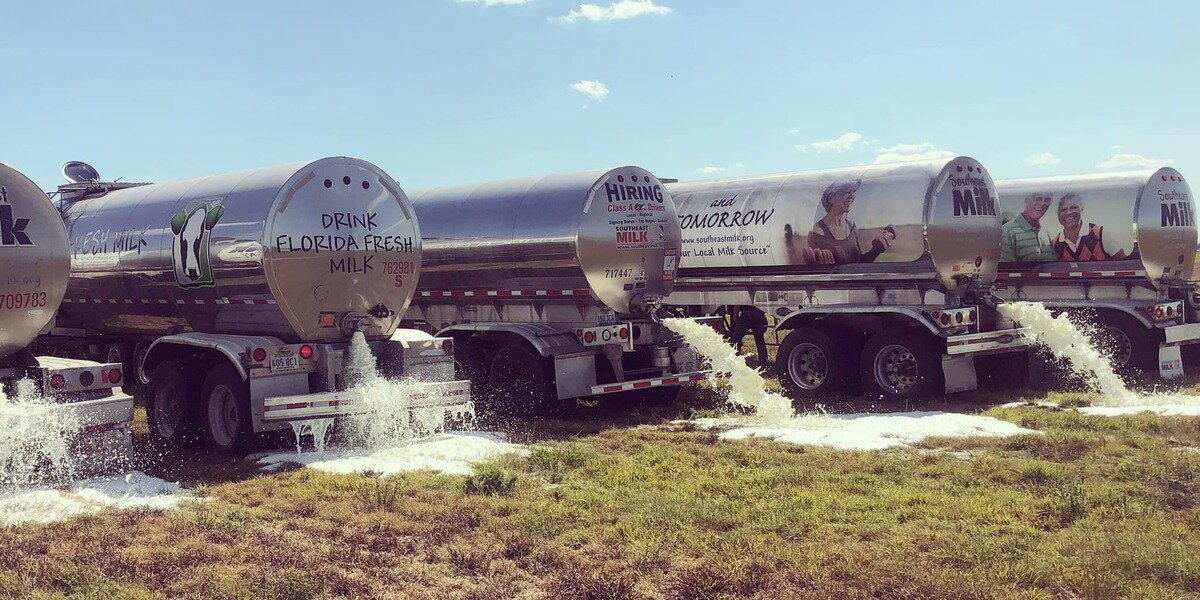 Уничтожение молока. Источник: Яндекс