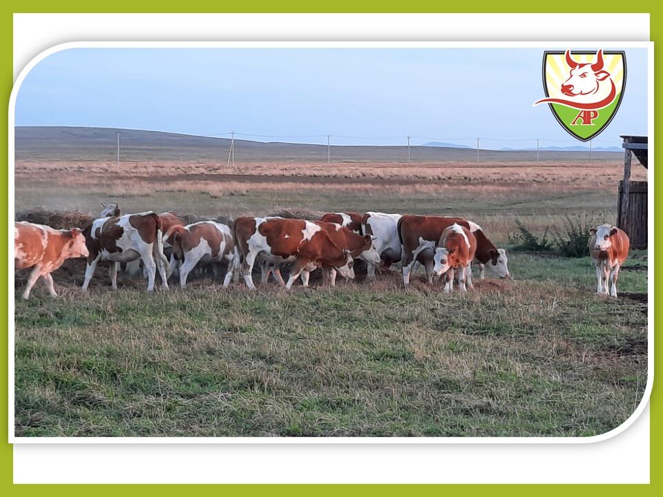 Красно-пестрые коровы. Фото с сайта https://agroprofi.pro