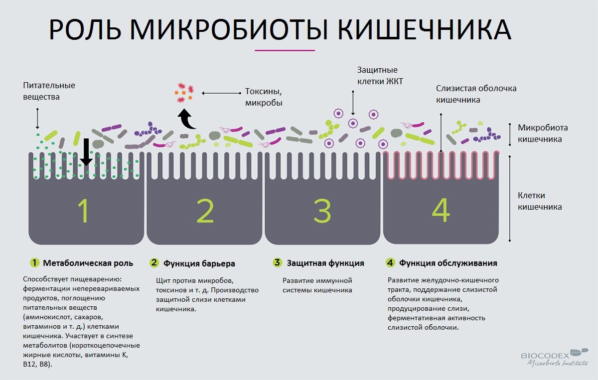 Микрофлора организма человека микробиология презентация