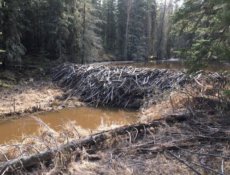 фото из интернета