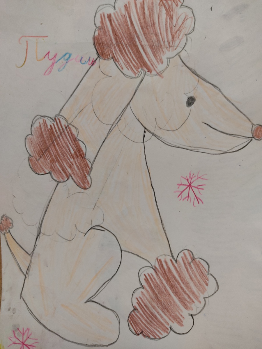 Милейший пудель