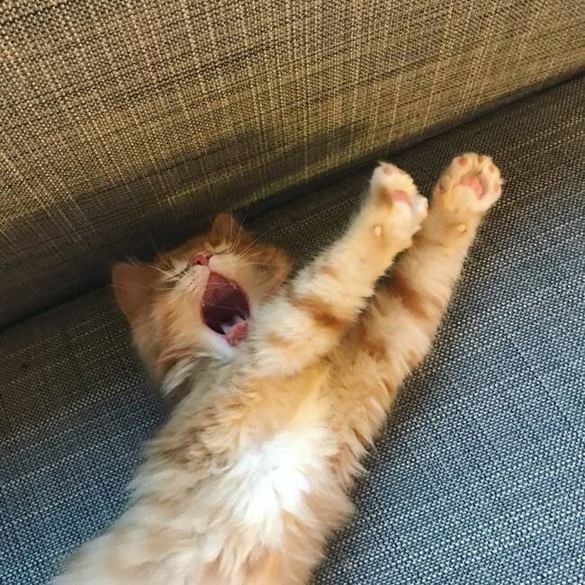 Источник lovemeow