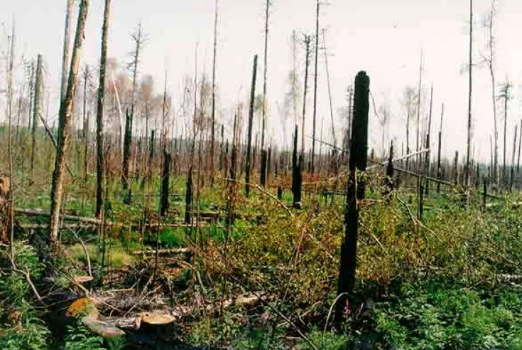 Зарастание пожарища. Восстановление леса после пожара. Лес после пожара. Естественное возобновление леса после пожара. Молодой лес после пожара.