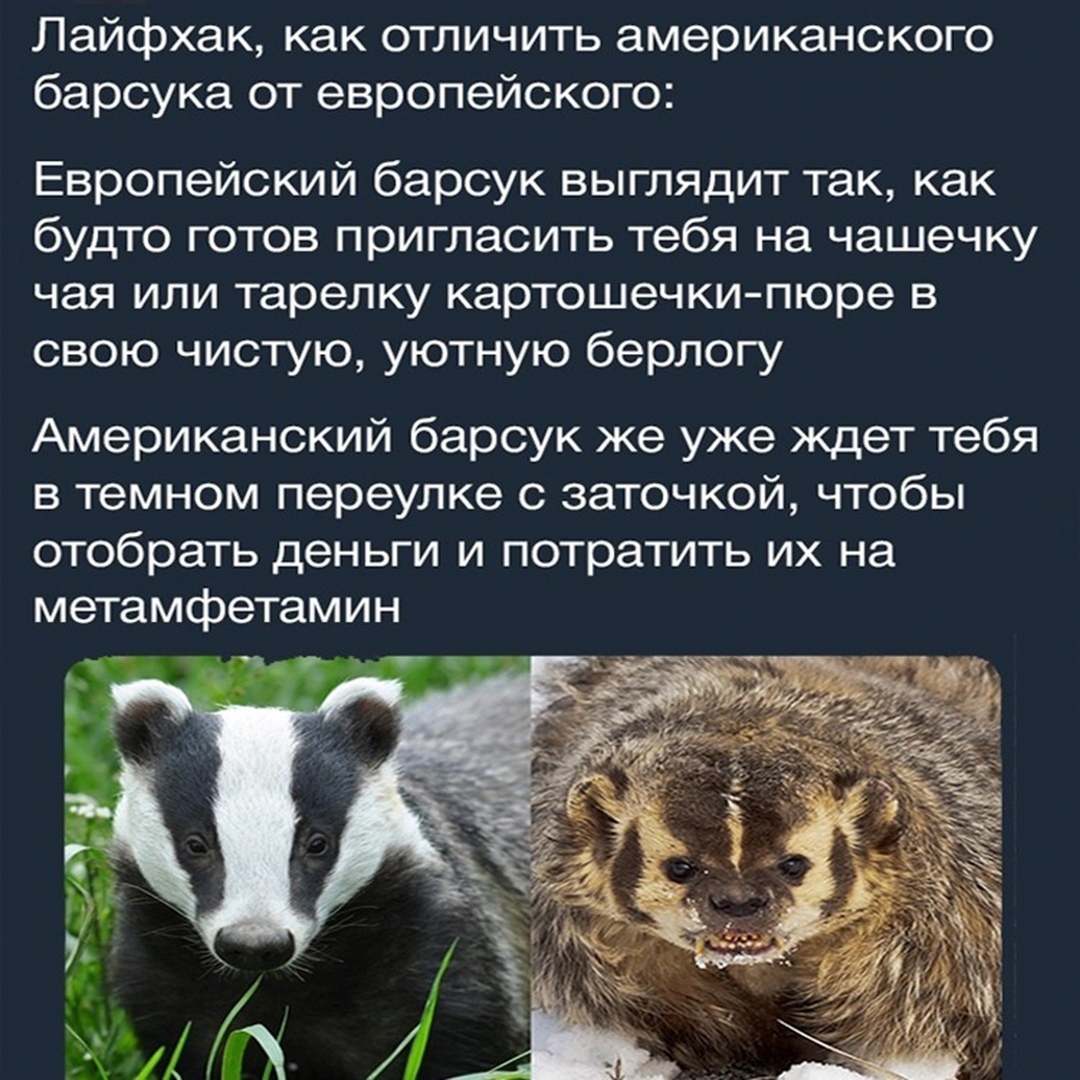 Американский барсук: На 99% состоит из ненависти. Злой и антисоциальный вид барсуков4