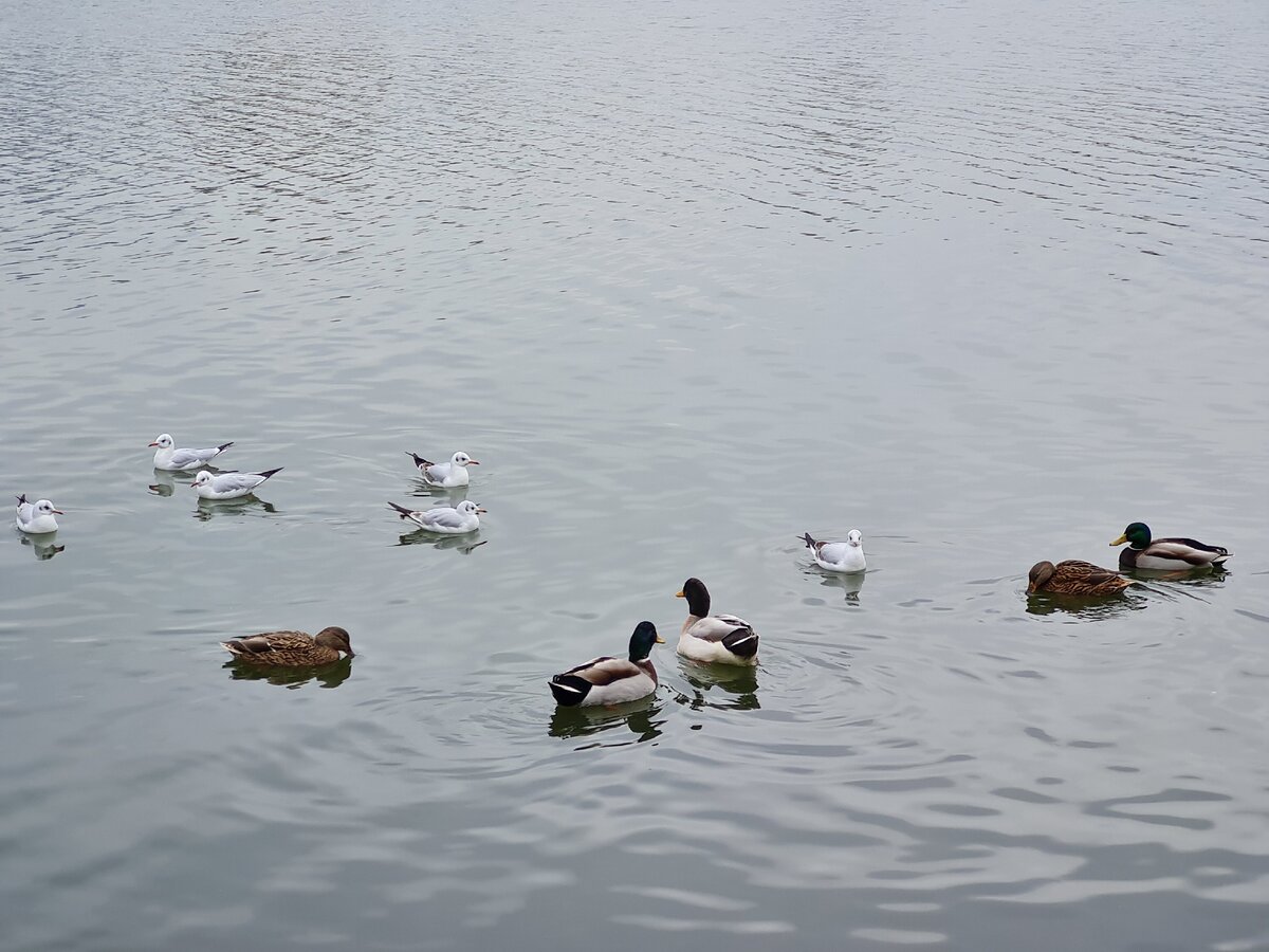 Снимок сделан на телефото модуль основной камеры (трехкратный зум)