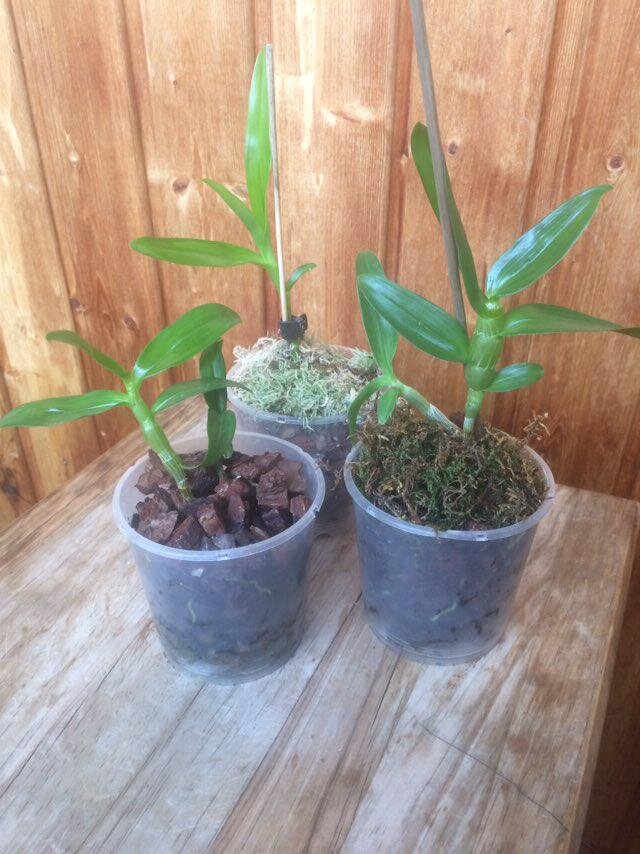 Малыши дендробиумы