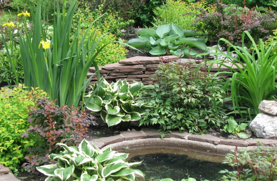 фото взято с https://dizainexpert.ru/wp-content/uploads/2020/02/klumba-u-vodoema.jpg