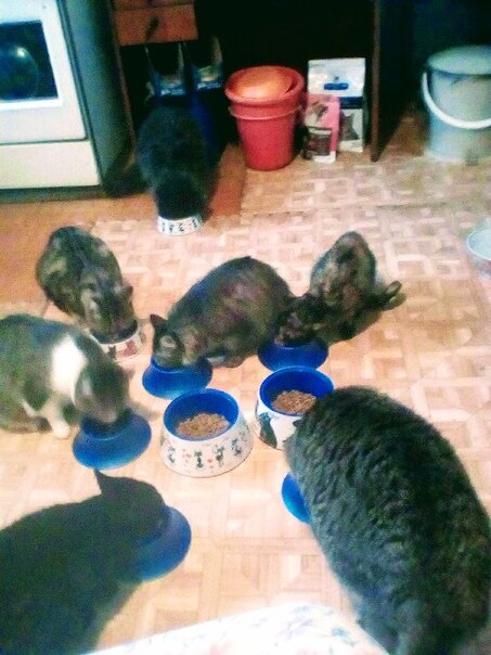 Компания наших старичков