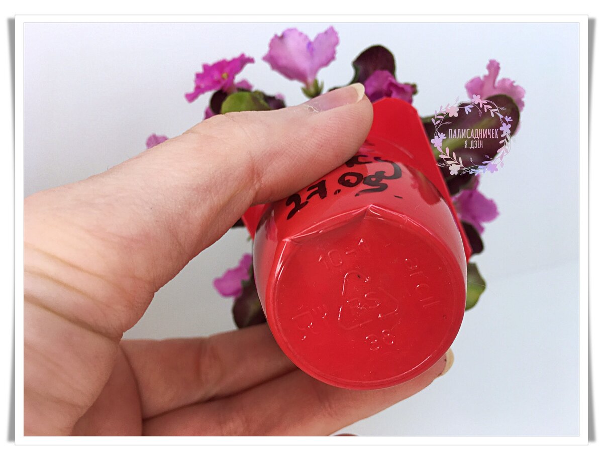 С 27 сентября сидит вот себе фиалочка и всем довольна. Ни намёка на систему водоотвода, как видите. На следующей фотографии в галерее лучше видно её довольное выражение лица :) ⏩⏩