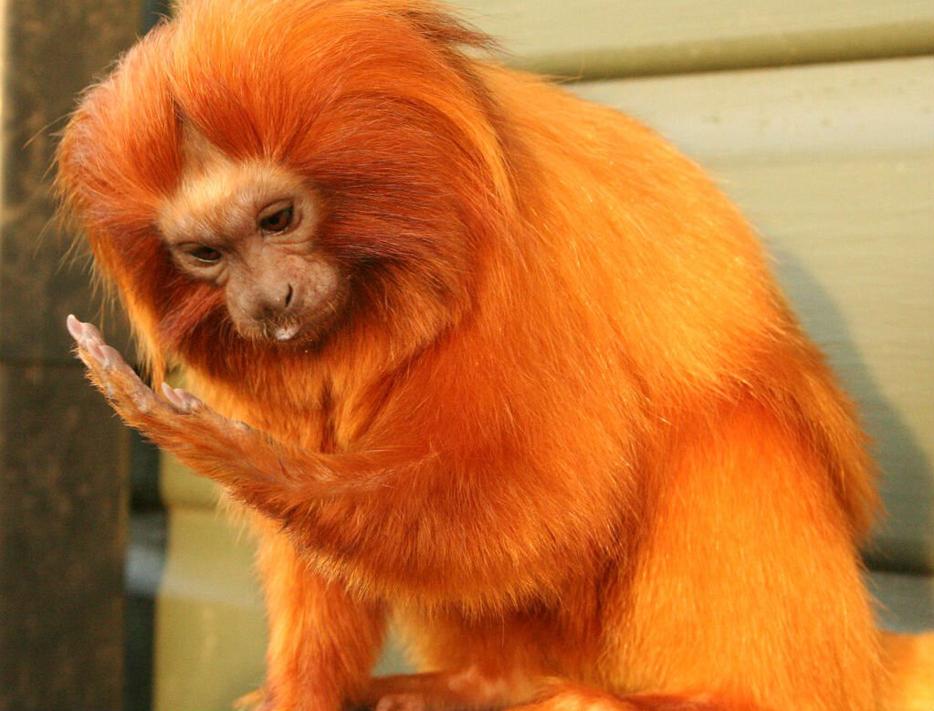 Желтый обязана. Золотистая игрунка. Оранжевая обезьяна. Рыжая обезьяна. Животные оранжевого цвета.