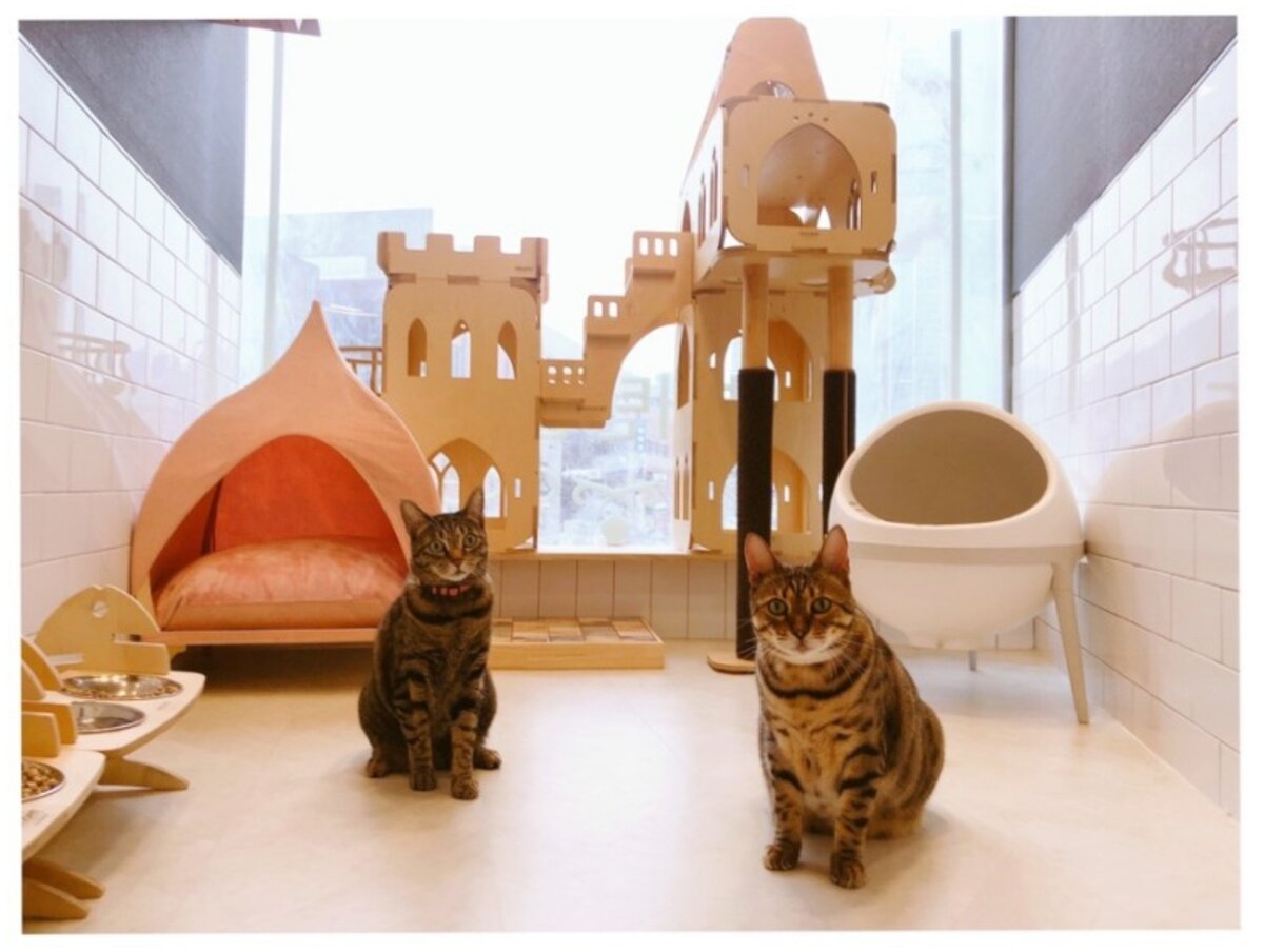 Отель для кошек на Ганнаме ♤☆Кошачий Ганнам-Стайл☆♡ | Немного здесь,  немного там | Дзен