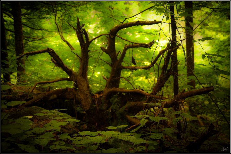 Яндекс-картинки