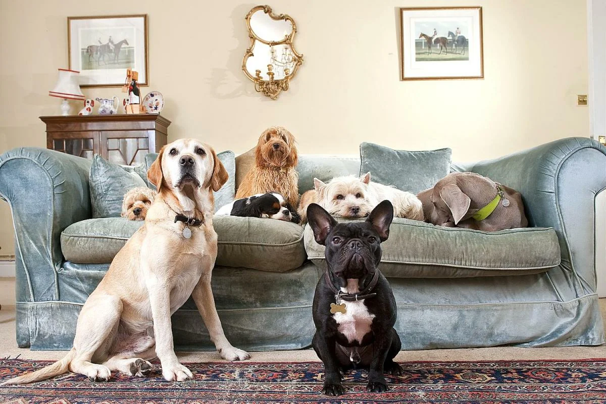 Домашние картинки. Собаки для квартиры. Домашние животные для квартиры. Много животных в квартире. Дом для собаки.