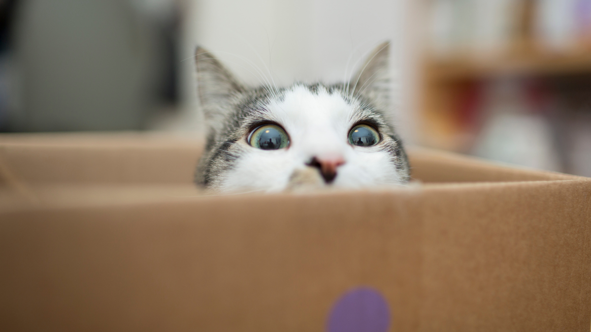 В пандемию, я пересекал границу на машине с вещами.