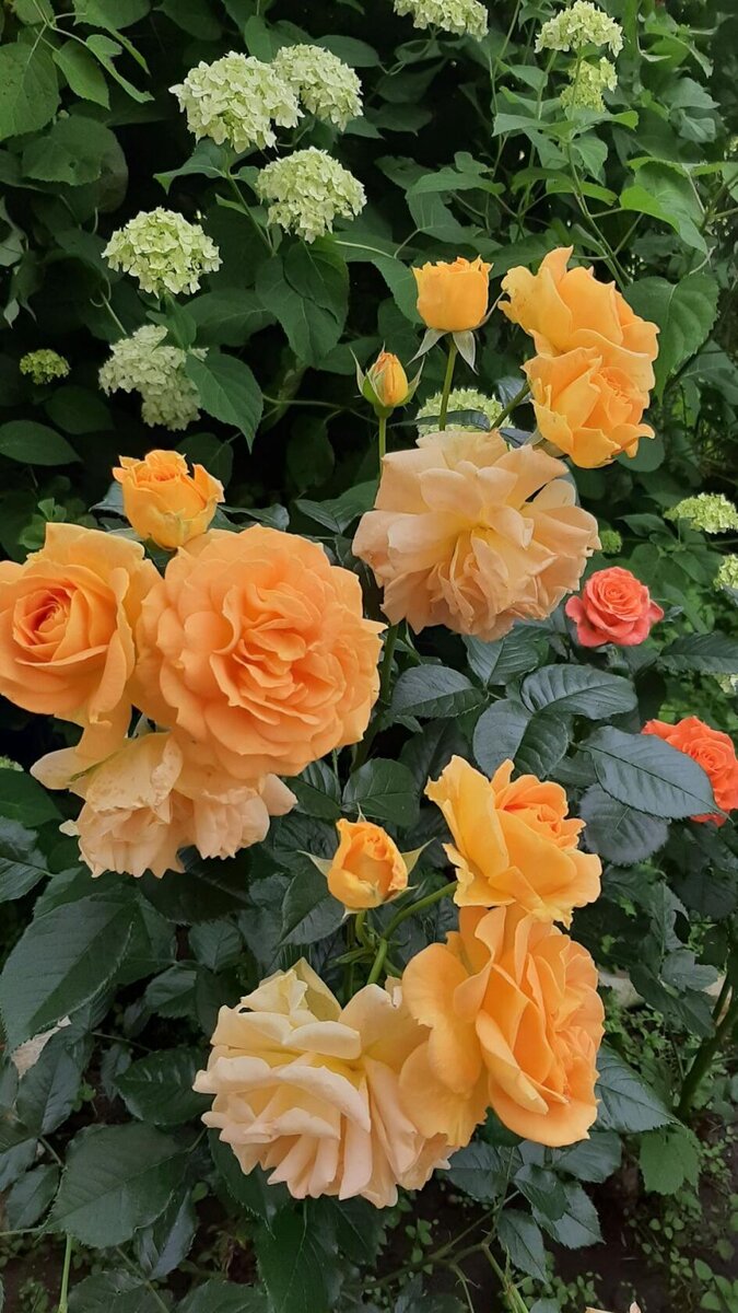 Голдэльзе. Флорибунда.