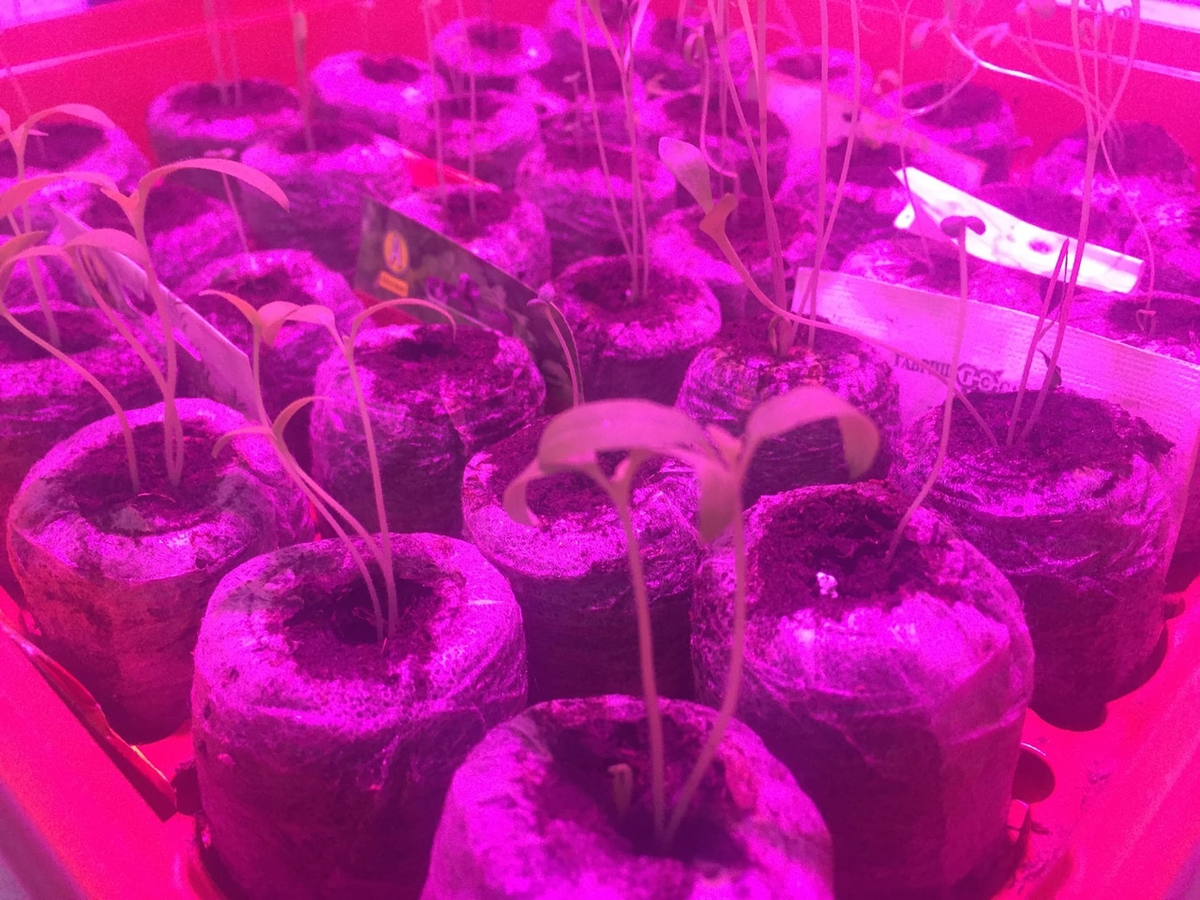 Моя рассада в таблетках под фитолампой
