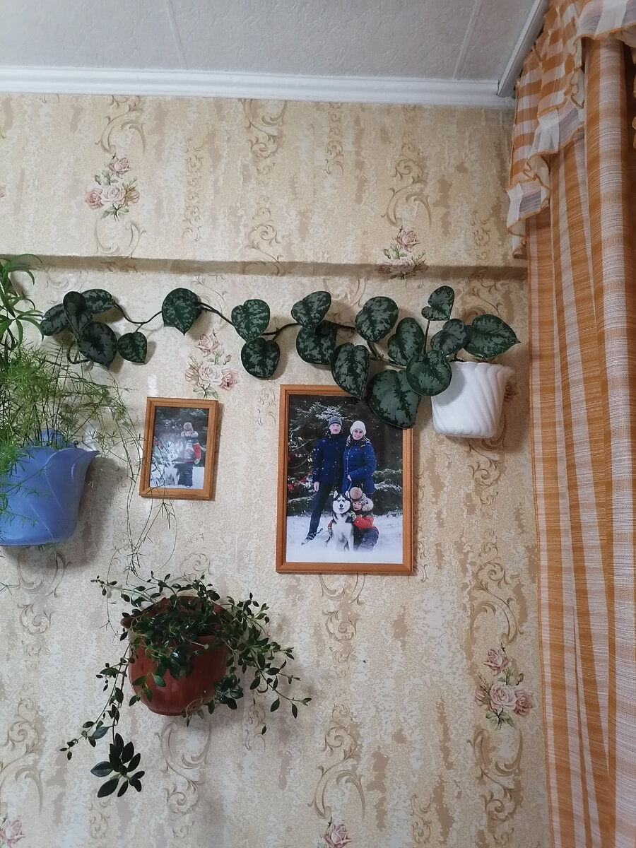 Эпипремнум сиамский. 