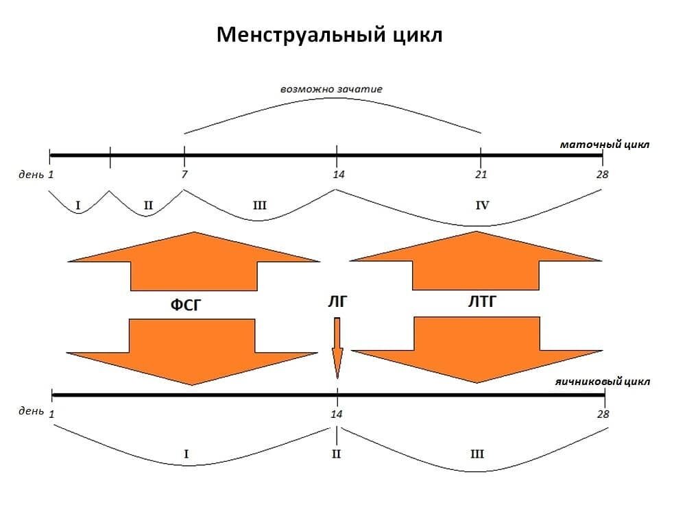 Схема менструального цикла(описание в тексте) 
