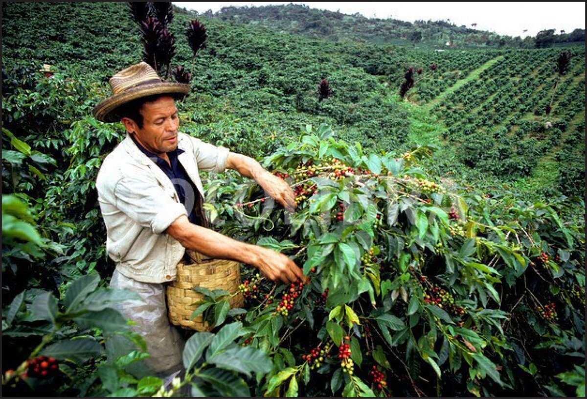 Колумбия кофейные плантации
