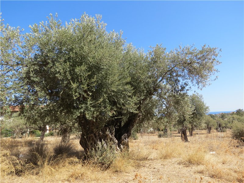 Оливковые деревья около Кирении, Алсанжак, фото автора. Листайте галерею