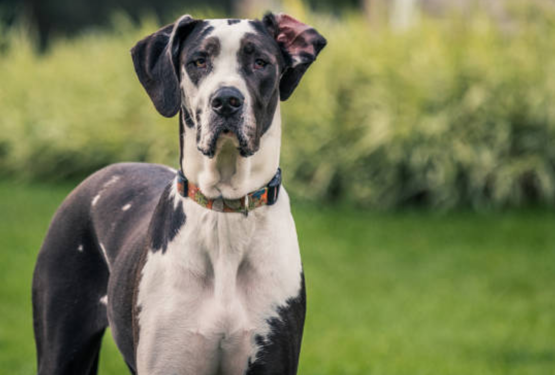 Немецкий дог (Источник: https://www.istockphoto.com/ru)